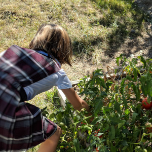Student picking tomatoes from a garden